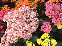 -三圣花乡旅游区