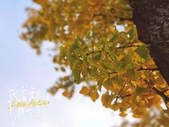 -三里屯东五街银杏大道