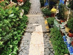 -曲阳花鸟市场(曲阳路店)