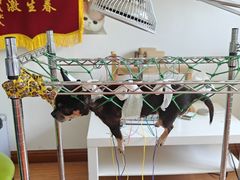 -北京观赏动物医院·24小时大型综合·猫专科·异宠专科