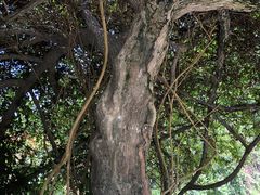 -广西壮族自治区药用植物园