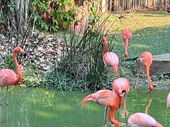 -清迈夜间动物园