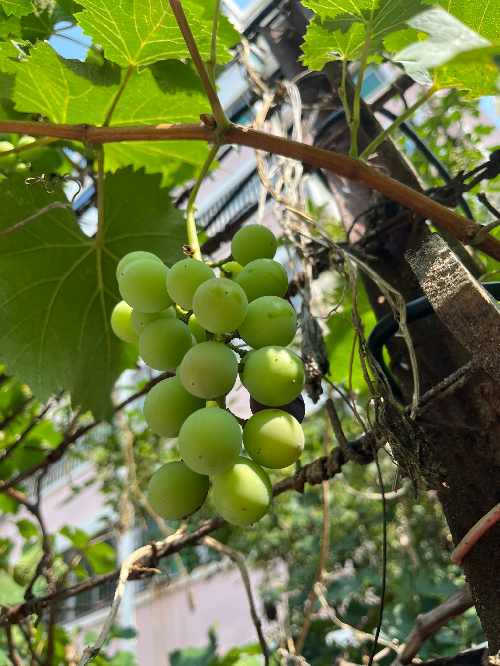 葡萄老藤不发芽图片