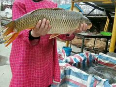 -庆岭迎宾园正宗活鱼馆