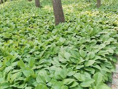 -黑龙江省森林植物园