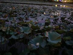 -新江湾城公园