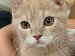 -楼上猫咖(罗湖店)