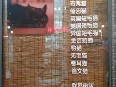 -东方名猫馆·英短金渐层布偶猫舍(环线广场1号楼店)