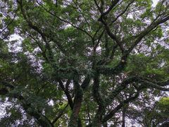 -桂林独秀峰王城景区