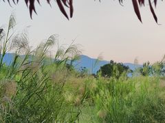 -三垟湿地