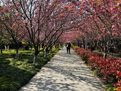 -高东镇樱花园