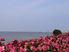 -上海滨江森林公园