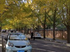 -三里屯东五街银杏大道