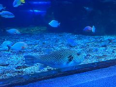 -太平洋海底世界