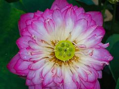 -陈家山荷花公园