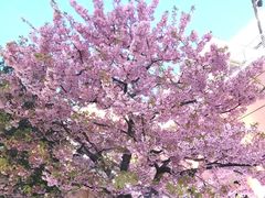 -台场海滨公园船码头