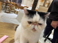 -藏猫猫咖啡主题馆(中央大道店)