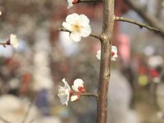 -香雪海