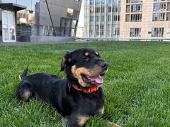 -百好乐宠物友好餐厅(朝外大街店)