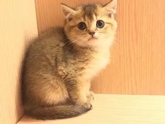 -Pets First伊珊娜洗护·精致美容·家庭式寄养(新会路店)