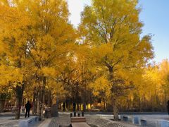-金塔沙漠胡杨林景区