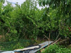 -老袁家蜜桃农场·阳山水蜜桃