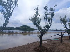 -杭州湾海上花田景区