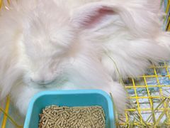 -猫色咖啡·猫咖