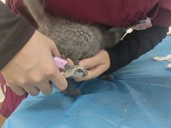 -美联众合动物医院·24h京西诊疗中心