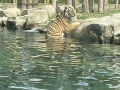 -上海野生动物园