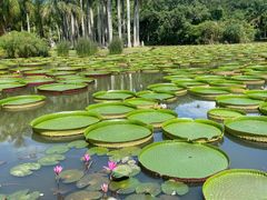 -中国科学院西双版纳热带植物园