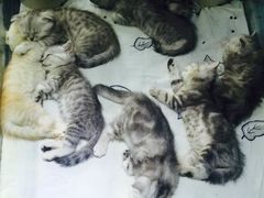 -喵的天空名猫咖啡馆·撸猫·猫舍·用品