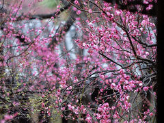 -梅花山(明孝陵内)
