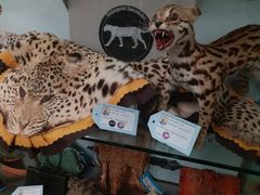 -纽瓦克自由国际机场