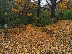 -千年银杏谷文化旅游区