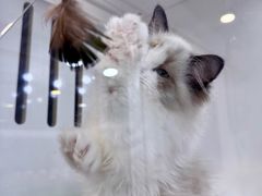 -青奢宠物·青奢猫舍