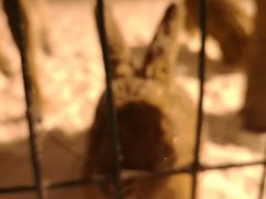 -大鹅岛绿色生态美食园