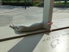 -飞行喵MR PILOT|猫舍·猫咖(静安大融城店)