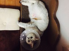 -纳吉亚猫专科动物诊疗中心(蒋宅口分院)