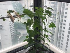 -新湖明珠城