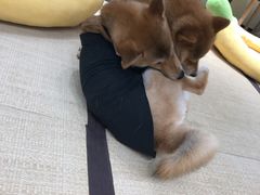 -逗柴咖啡屋·狗咖猫咖宠物桌游