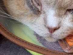 -邢大夫动物医院