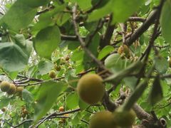 -永定河休闲森林公园