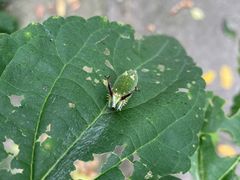 -北京鹫峰国家森林公园