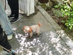-牛背梁国家森林公园