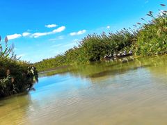 -泗洪洪泽湖湿地景区