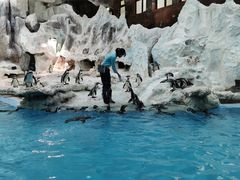 -帝企鹅自助餐厅•儿童岛•真企鹅(长隆企鹅酒店)