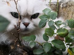 -喵屿·大理花园猫咖