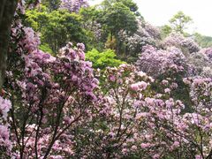-梧桐山风景名胜区