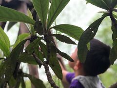 -塘栖枇杷特色园区